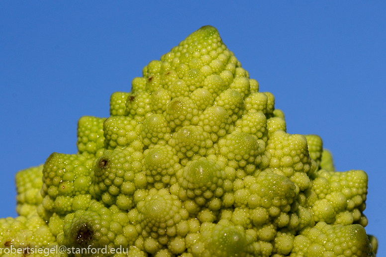 brassica - romanesco